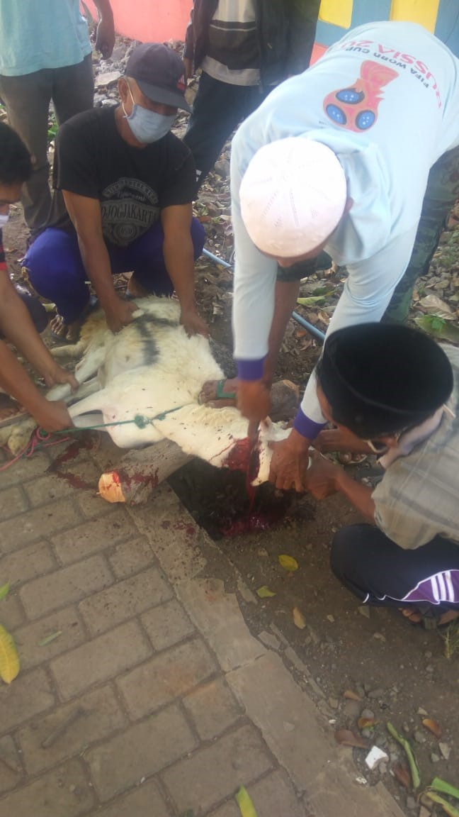 Penyembelihan hewan qurban Penyembelihan hewan qurban